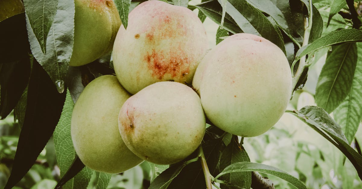 descubre la nutrición ideal para ciclistas: consejos, recetas y planes de alimentación para optimizar tu rendimiento en cada ruta. mejora tu energía y resistencia al montar en bicicleta.