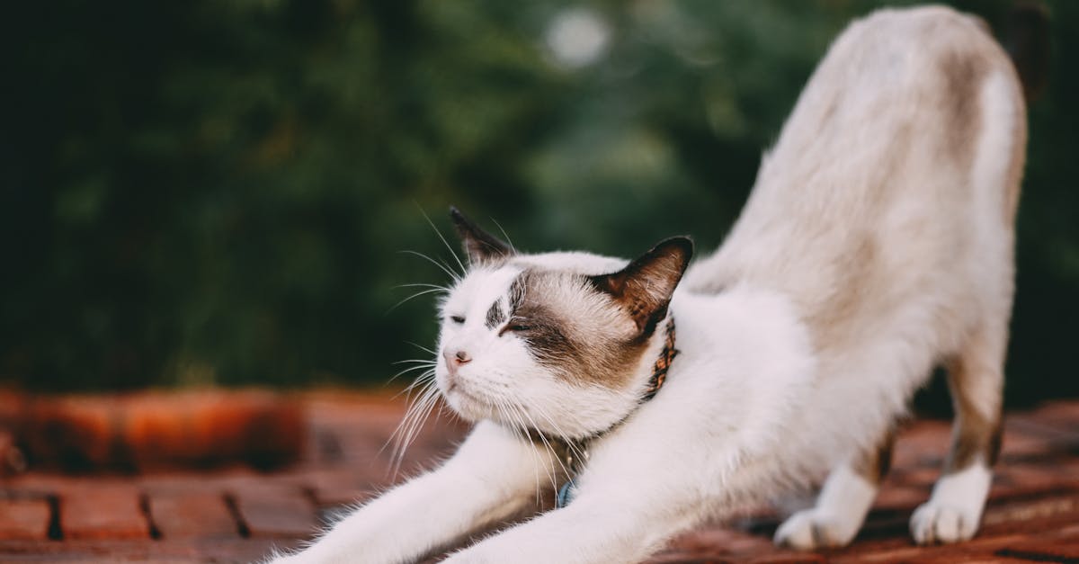 descubre los beneficios del stretching para mejorar tu flexibilidad, reducir tensiones y promover un estilo de vida saludable. aprende ejercicios sencillos para incorporar en tu rutina diaria.