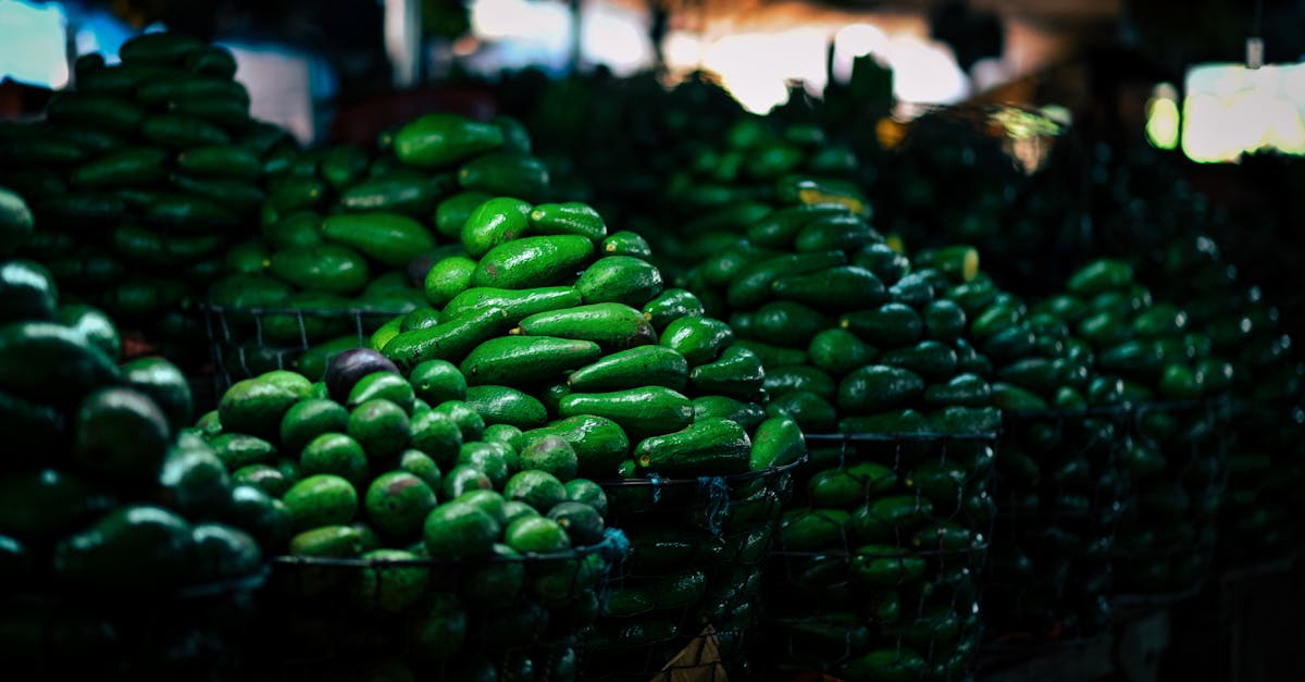 descubre cómo lograr una alimentación equilibrada y saludable con nuestra guía sobre dieta. aprende sobre los mejores alimentos, consejos prácticos y recetas para mantener un estilo de vida saludable.